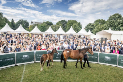 Goffs London Sale 2019 572 v4