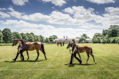Goffs London Sale 2019 68